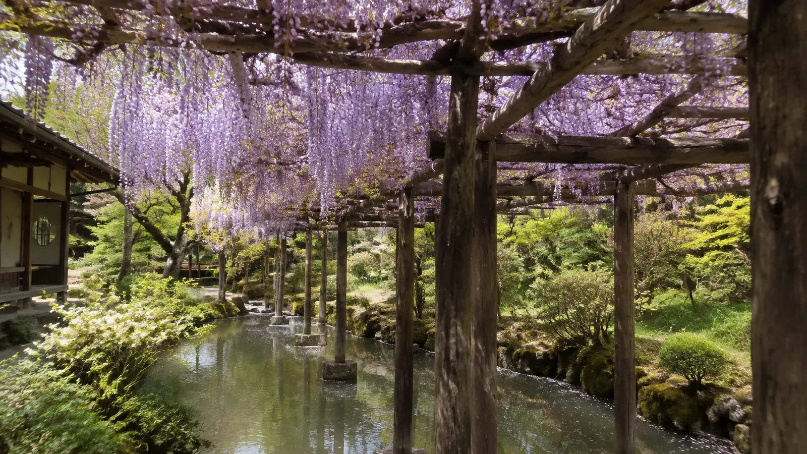 木の棚から垂れる淡いむらさきの藤と池の春景色（イメージ）